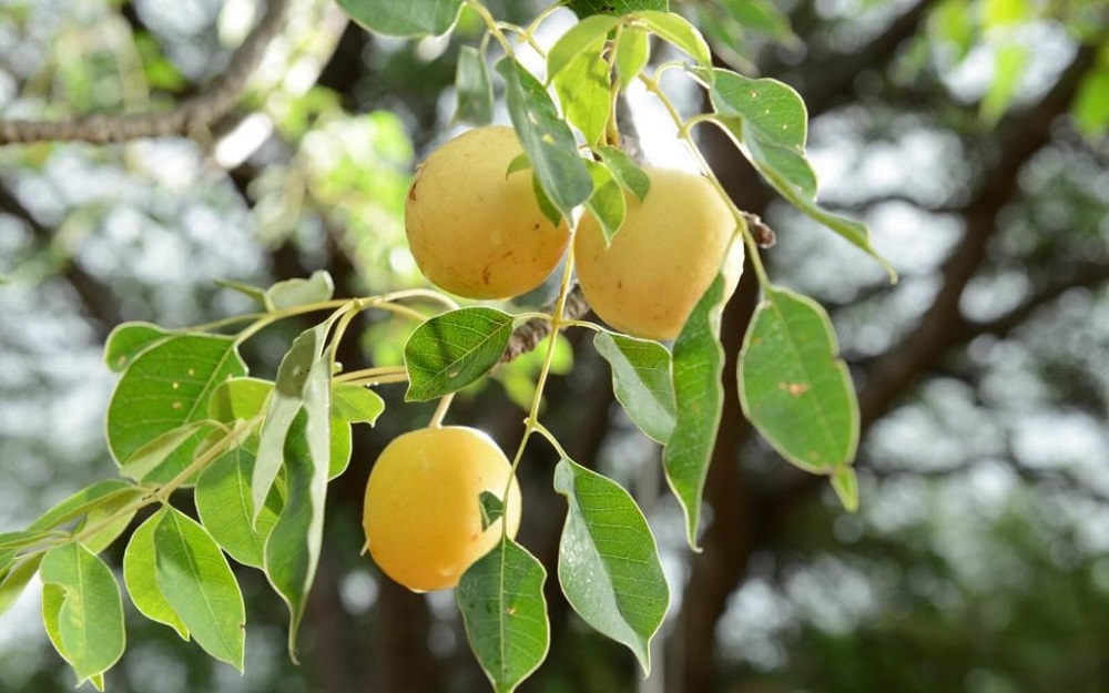 Tại sao nói dầu Marula là thành phần chống lão hóa và dưỡng ẩm tốt cho da? 1 Dầu marula có nguồn gốc từ cây marula